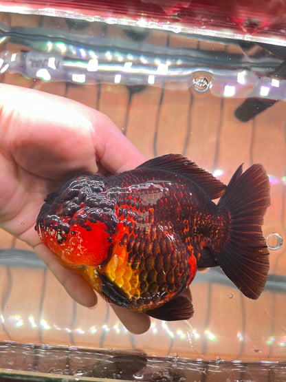 SHOW Quality SHOGUN ORANDA Female 5in