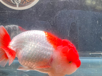 Big Jelly RED WHITE LIONCHU 5in Female