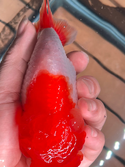 Big Jelly RED WHITE LIONCHU 5in Female