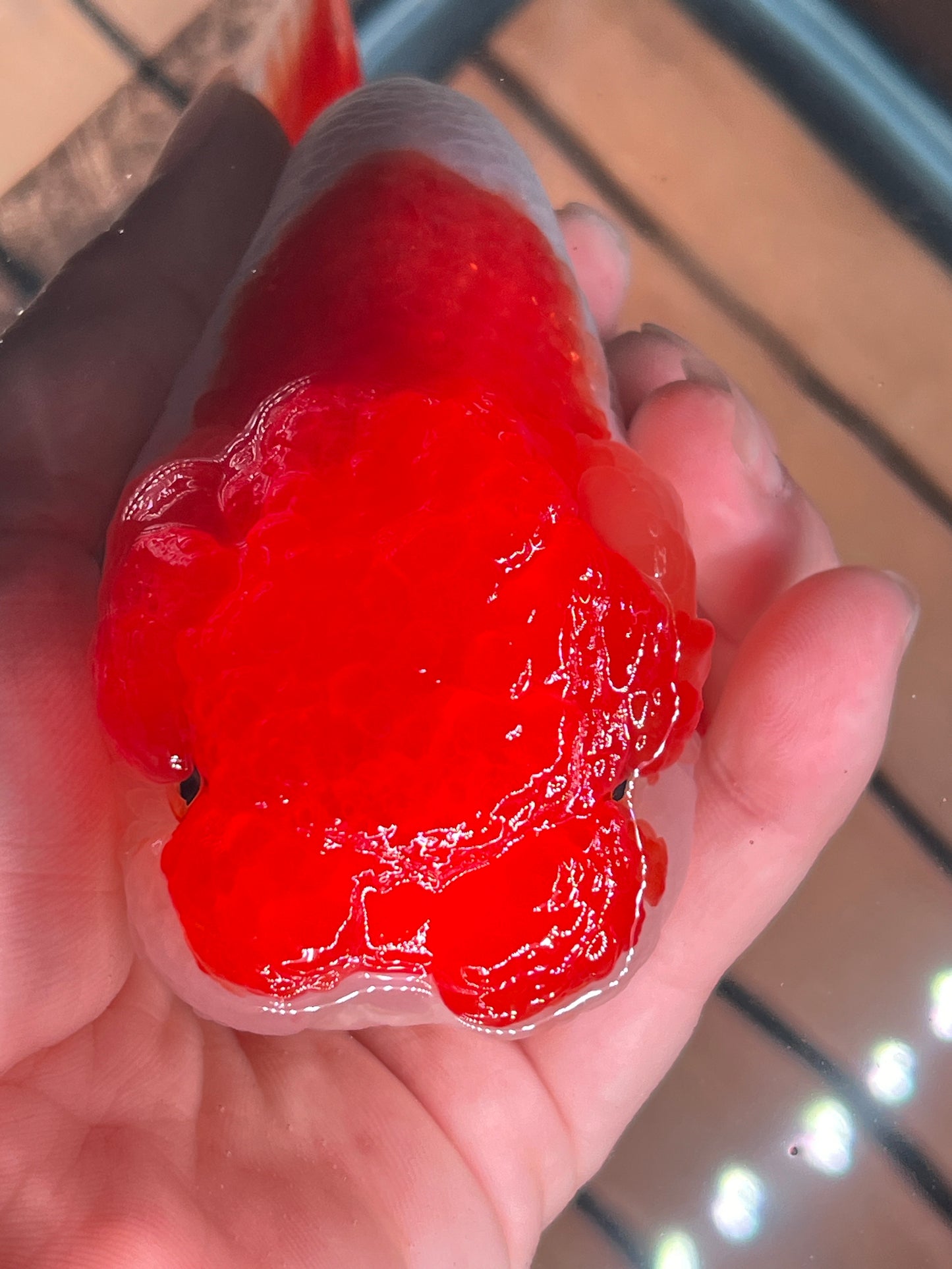 Big Jelly RED WHITE LIONCHU 5in Female