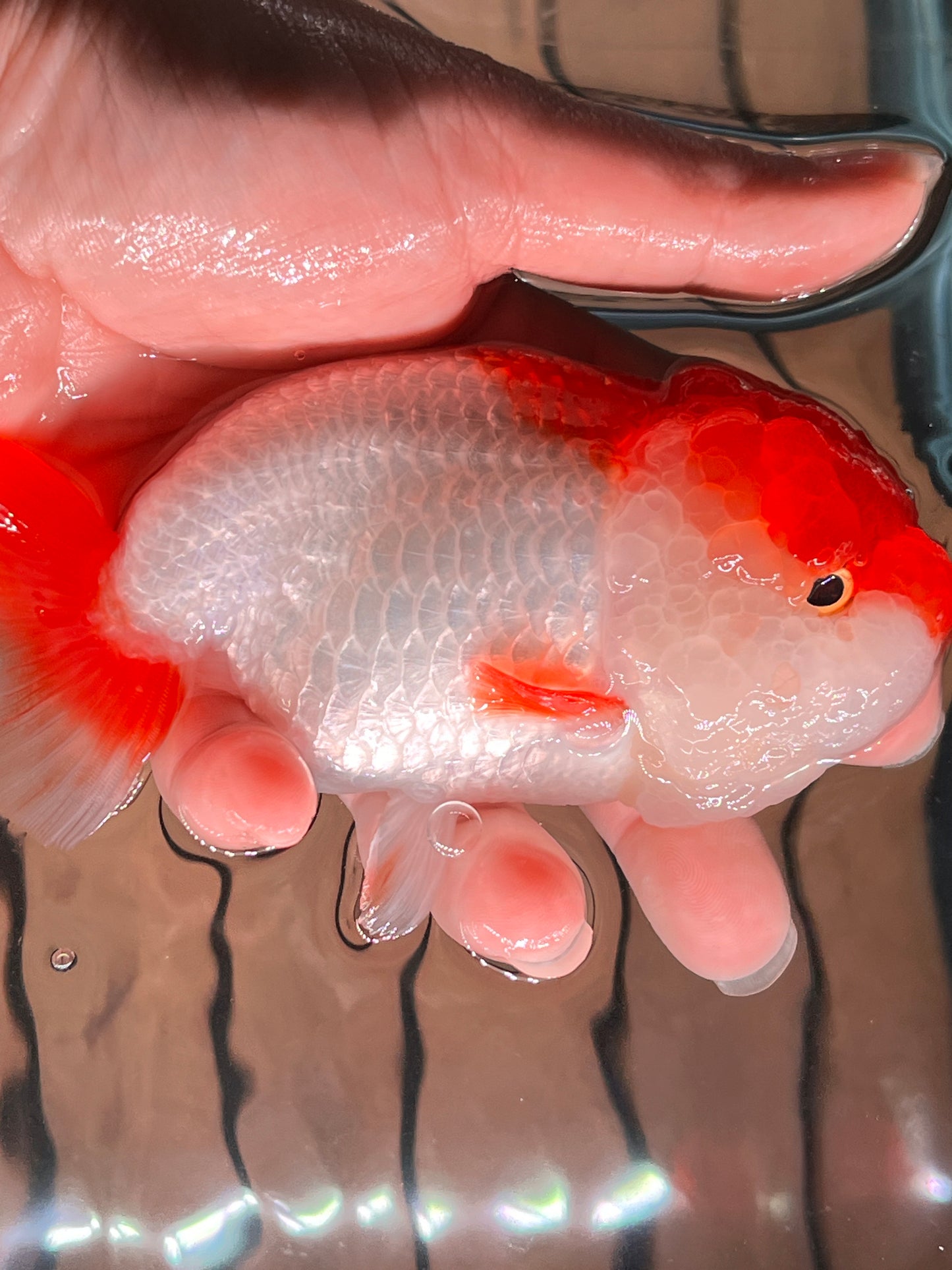 Big Jelly RED WHITE LIONCHU 5in Female