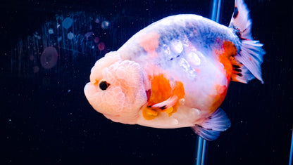 JUMBO Galaxy Calico LIONCHU 6.5in Female