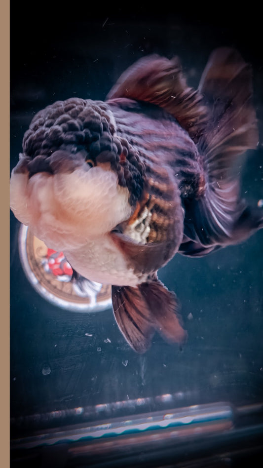 Super Chubby Panda Grade AAA SHOGUN YUANBAO ORANDA Male 5in