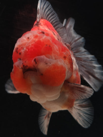 SHOGUN Tiger ORANDA Male 5in
