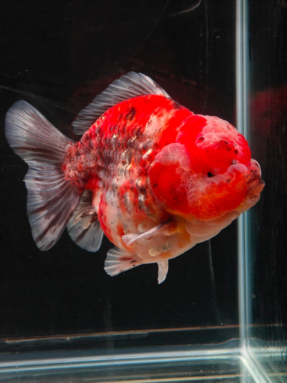 SHOGUN Tiger ORANDA Male 5in