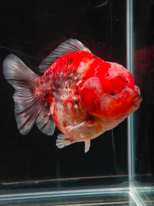 SHOGUN Tiger ORANDA Male 5in