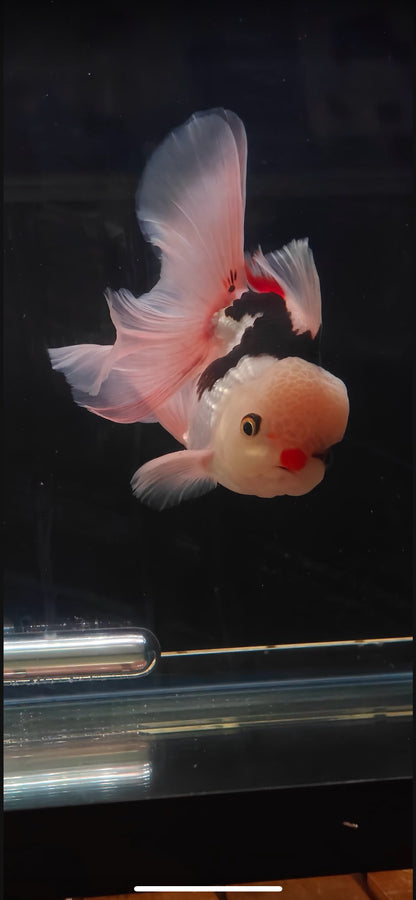 Pink Rose Tails and Jelly - Red Nose and Eyelashes | ORANDA | Female 5in