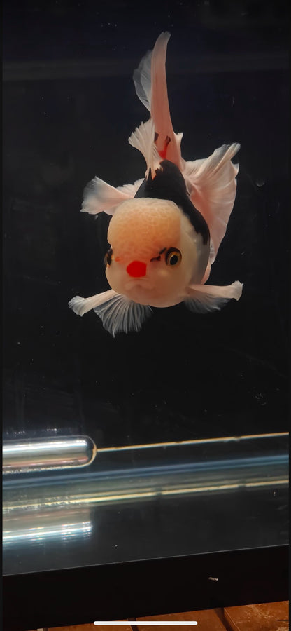 Pink Rose Tails and Jelly - Red Nose and Eyelashes | ORANDA | Female 5in