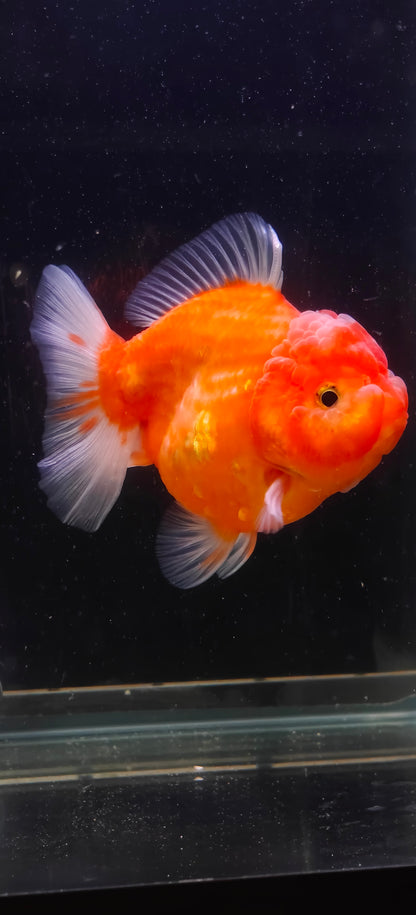 Mandarin Orange Oranda by Mr. SHOGUN | Grooming Quality | M | 4In