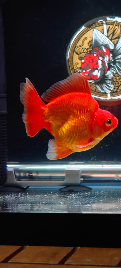 RYUKIN Super Red Medium Tails Male 4in