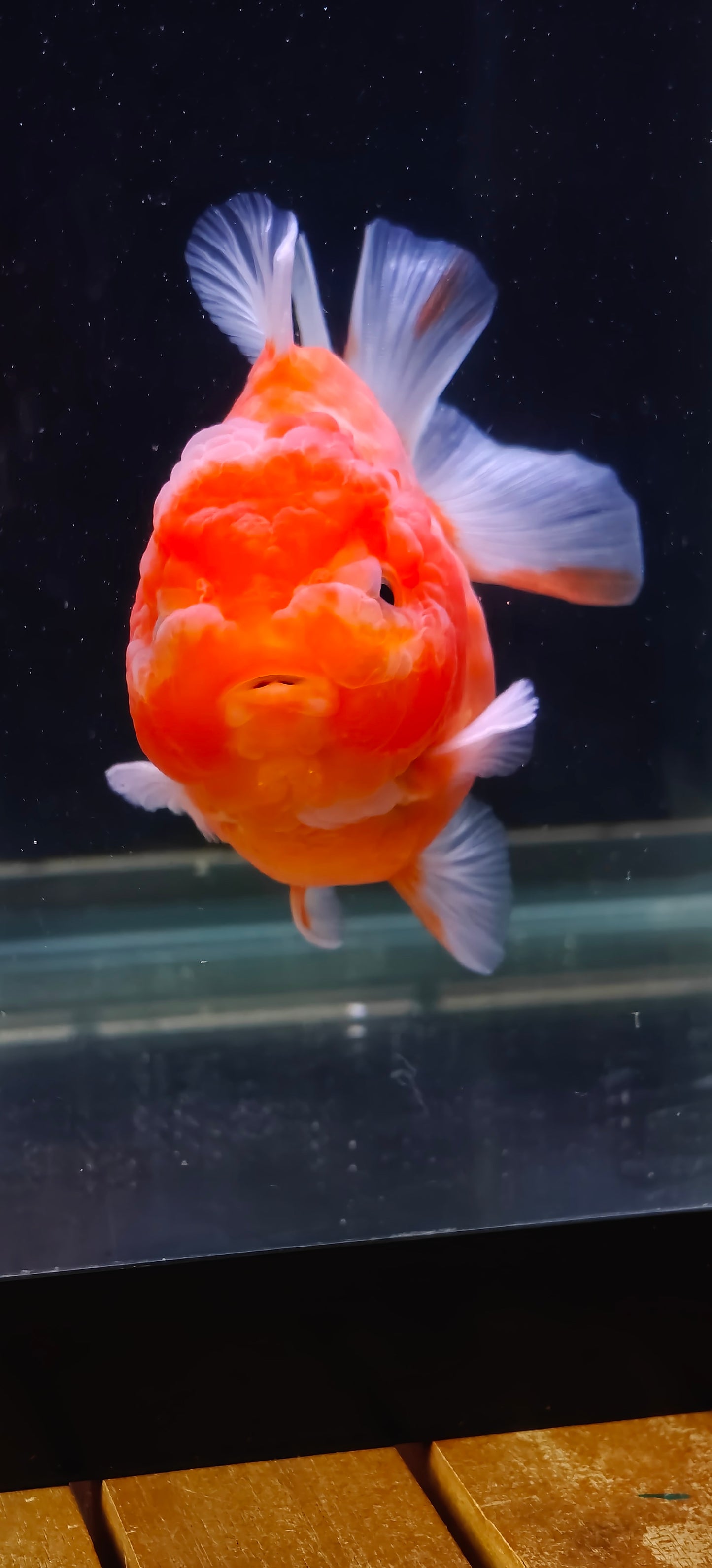 Mandarin Orange Oranda by Mr. SHOGUN | Grooming Quality | M | 4In