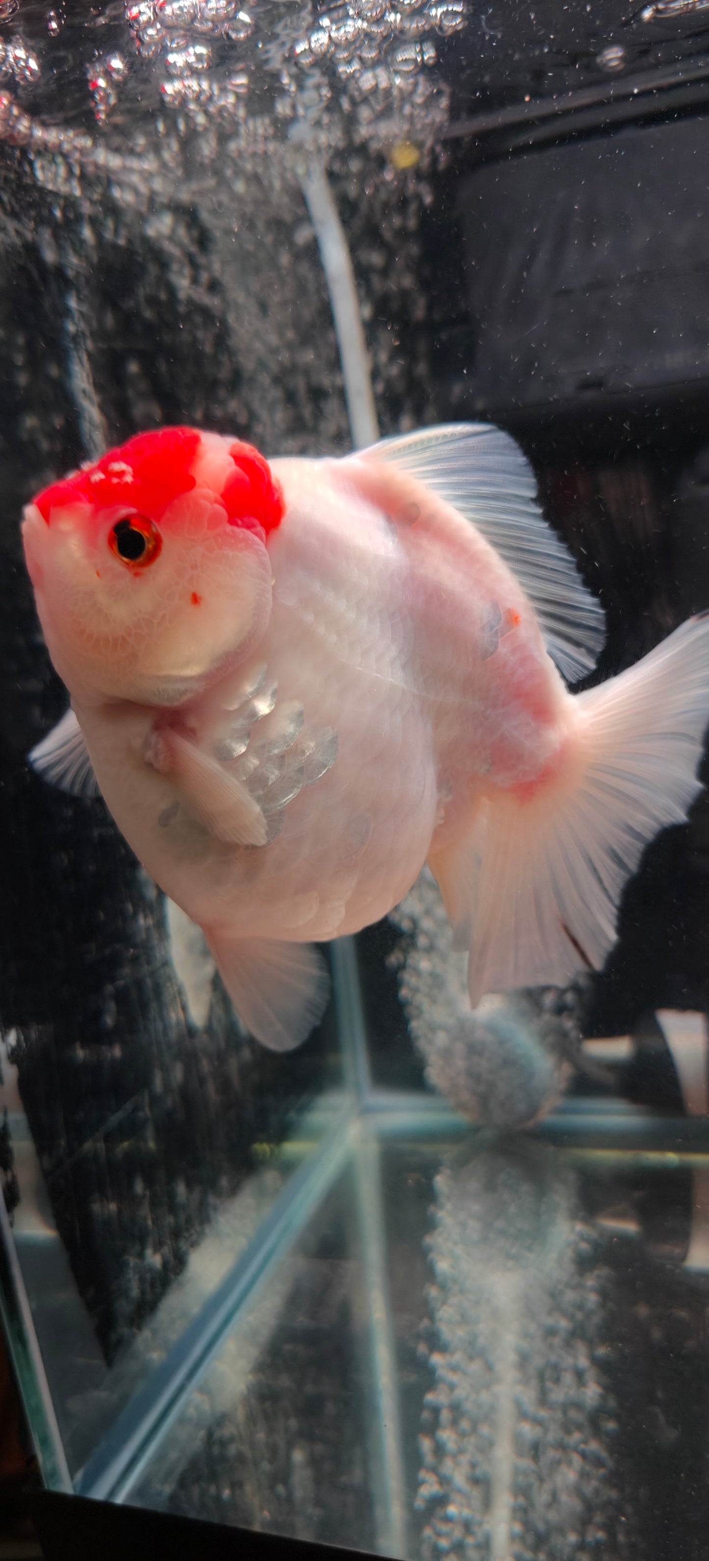 Tancho - Oranda Short Tails | C9 | Male | 5In