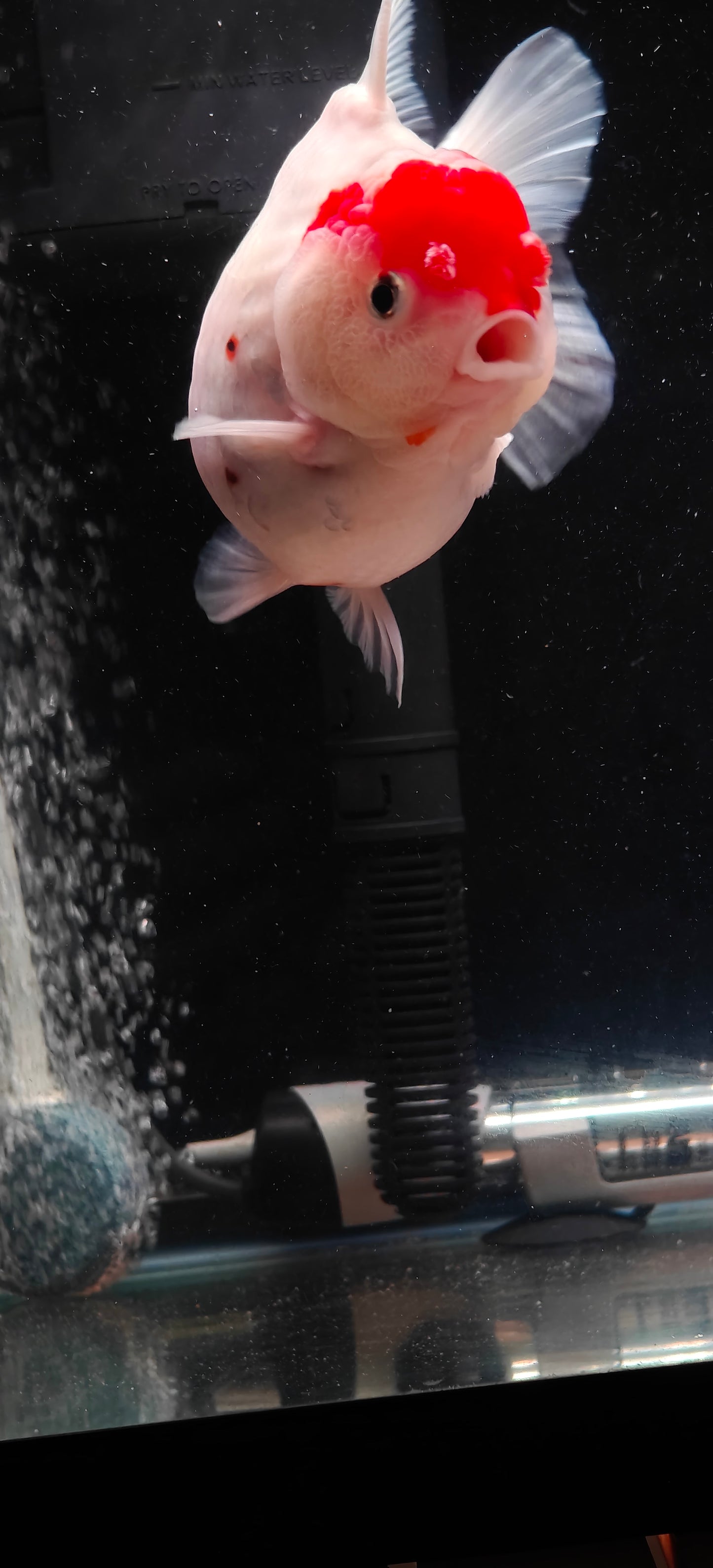 Tancho - Oranda Short Tails | C9 | Male | 5In