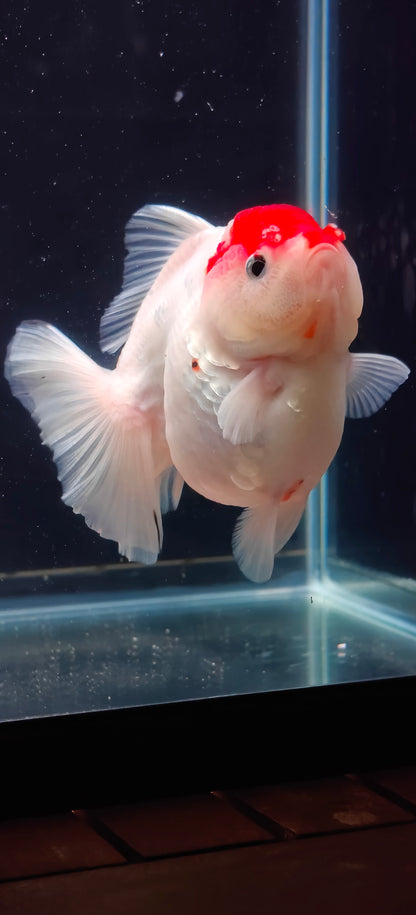 Tancho - Oranda Short Tails | C9 | Male | 5In