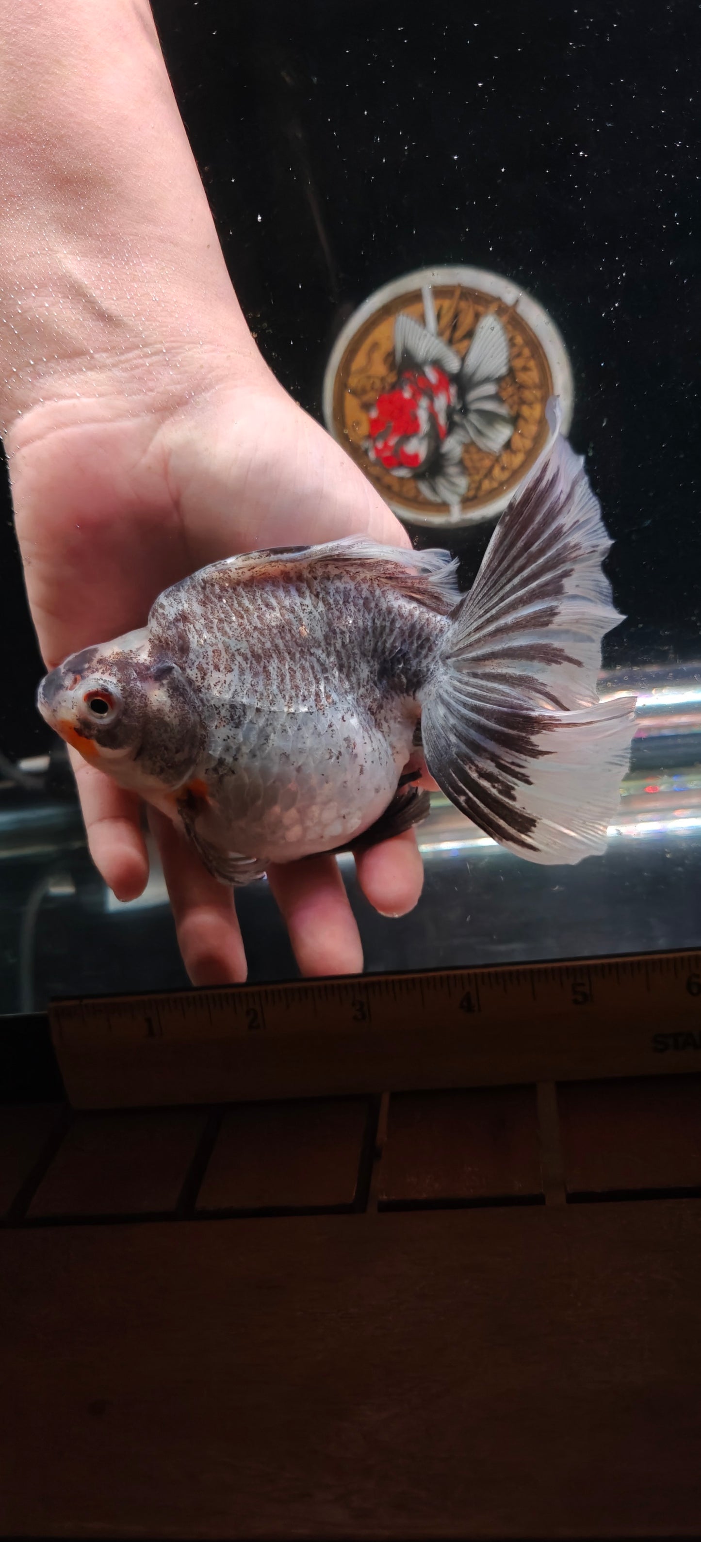 Queen RYUKIN Oreo Female 5.5in