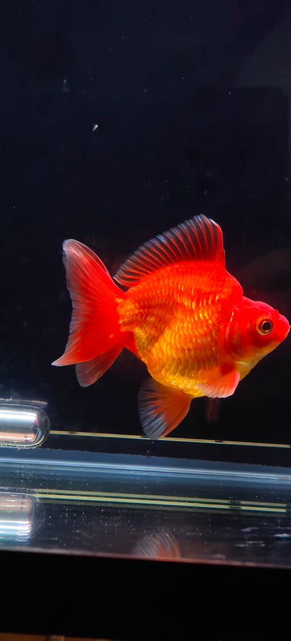 RYUKIN Super Red Medium Tails Male 4in