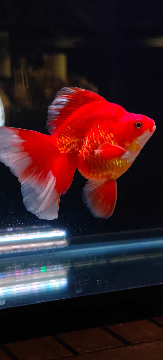 RYUKIN Super Red White Long Tails Male 5in