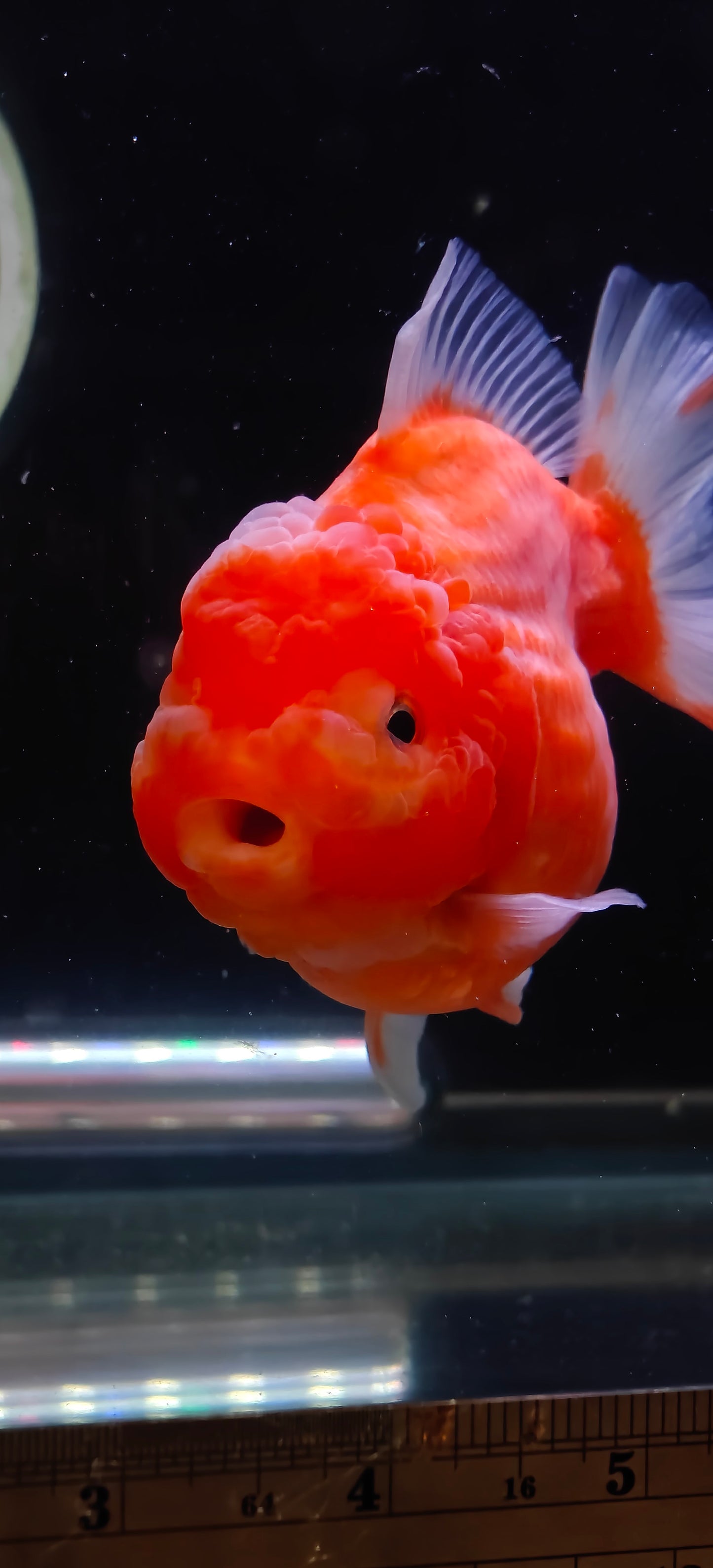 Mandarin Orange Oranda by Mr. SHOGUN | Grooming Quality | M | 4In