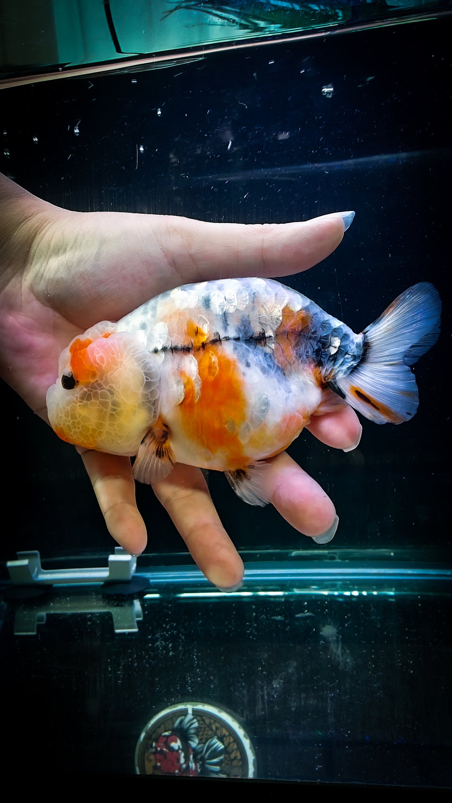 Super Cute Pink Jelly Galaxy Calico LIONCHU 5in Female