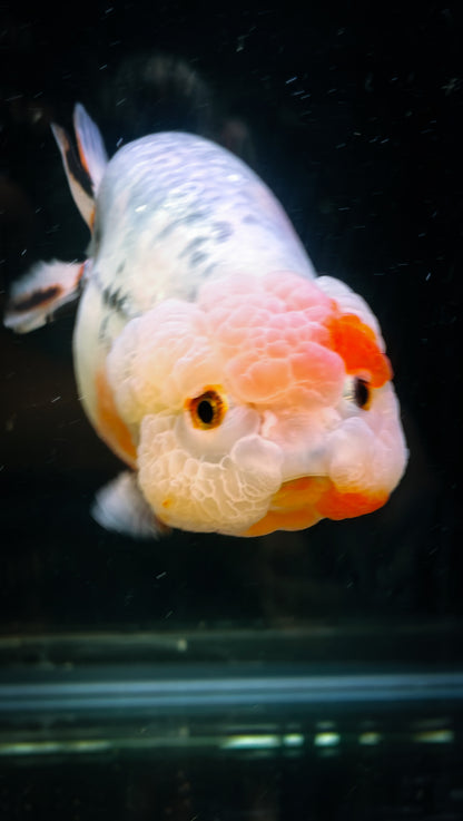 Super Cute Pink Jelly Galaxy Calico LIONCHU 5in Female