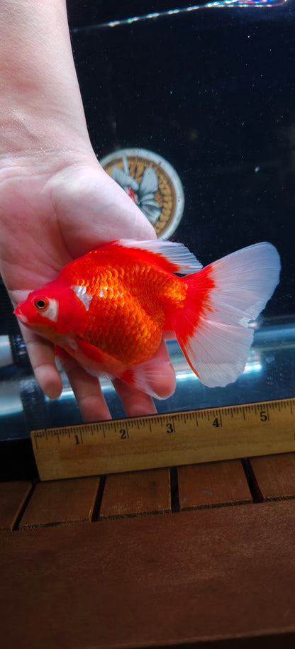 RYUKIN Red White Long Tails Male 5.25in