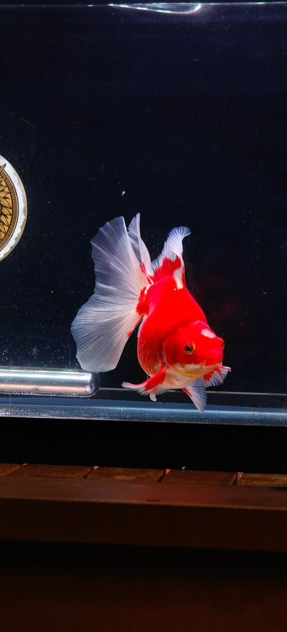 RYUKIN Red White Long Tails Male 5in