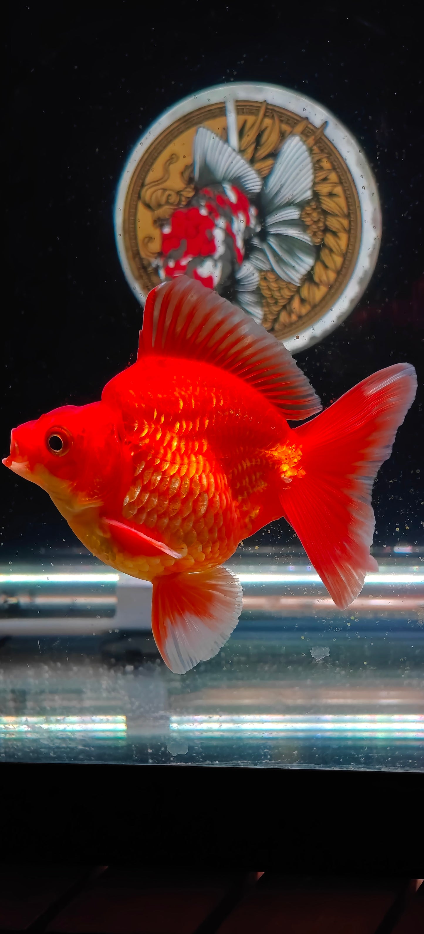 RYUKIN Super Red Medium Tails Male 4in