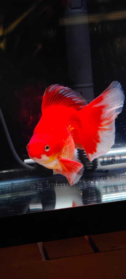 RYUKIN Super Red White Long Tails Male 5in
