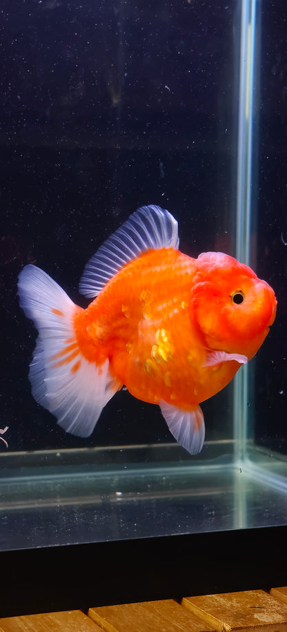 Mandarin Orange Oranda by Mr. SHOGUN | Grooming Quality | M | 4In