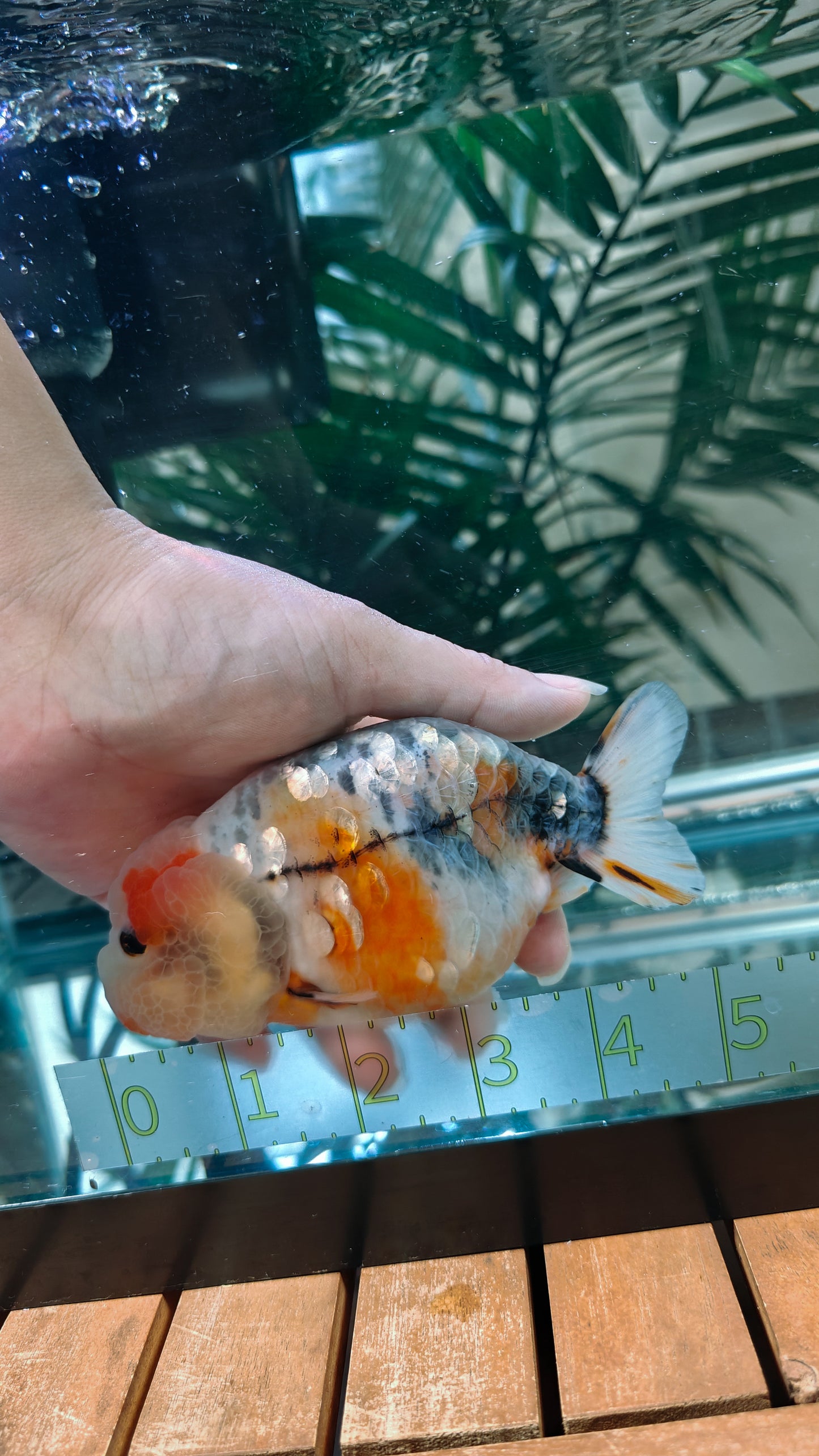 Super Cute Pink Jelly Galaxy Calico LIONCHU 5in Female