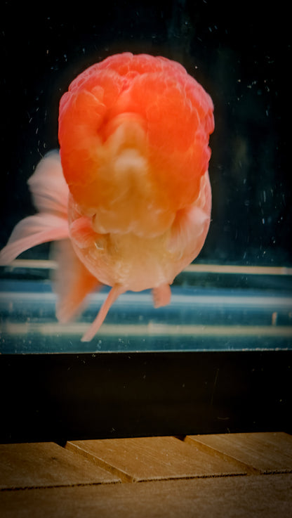 Super Red Big Jelly LIONCHU 4.5in Male