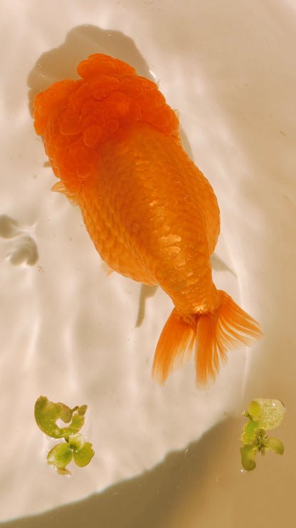 Super Red Big Jelly LIONCHU 4.5in Male