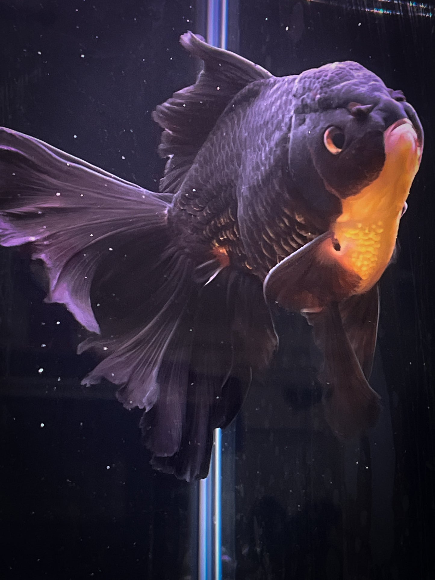 Orchid Tails Black Apache ORANDA 6in Male