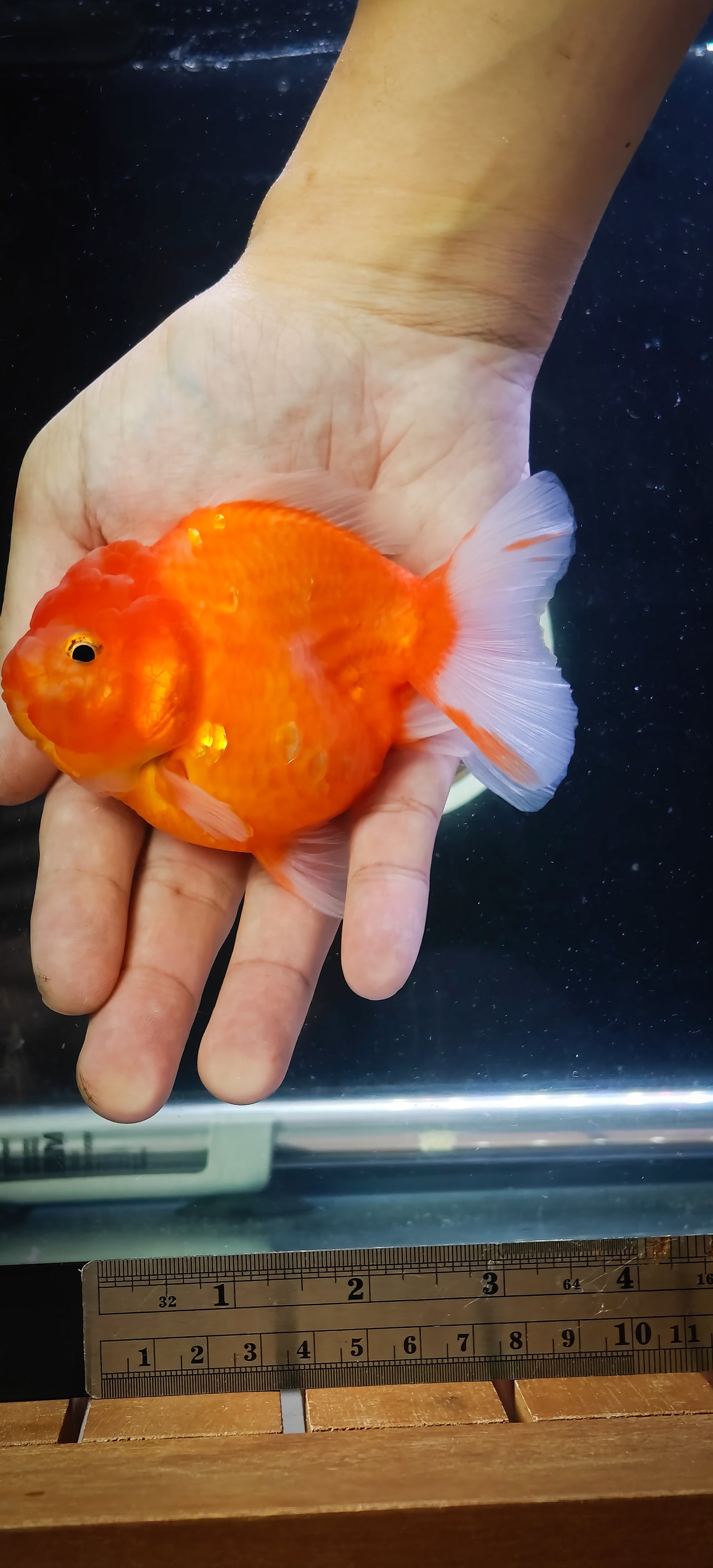 Mandarin Orange Oranda by Mr. SHOGUN | Grooming Quality | M | 4In