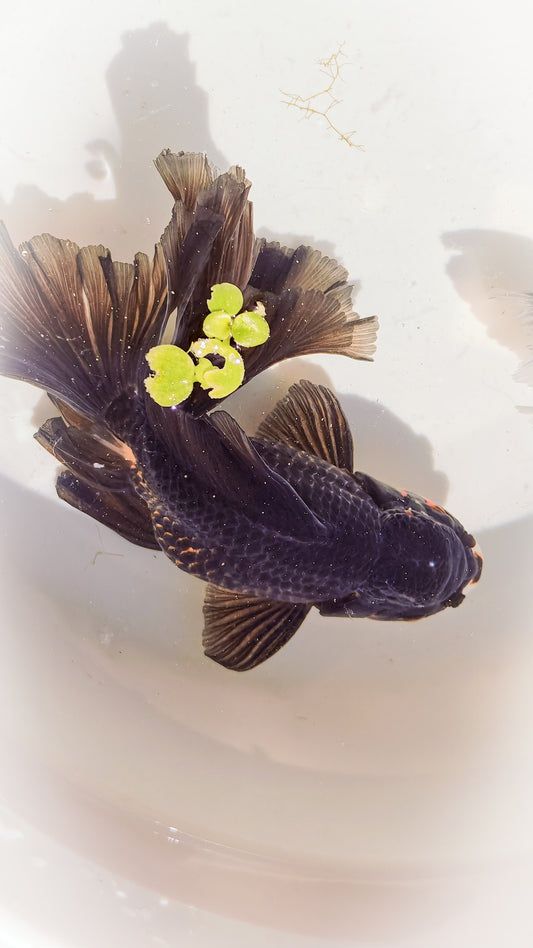 Orchid Tails Black Apache ORANDA 6in Male