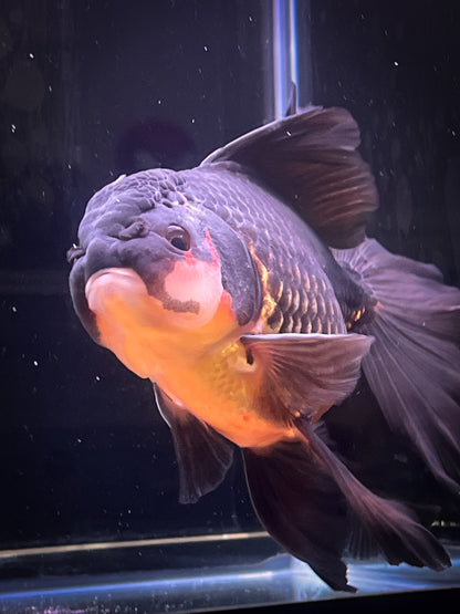 Orchid Tails Black Apache ORANDA 6in Male