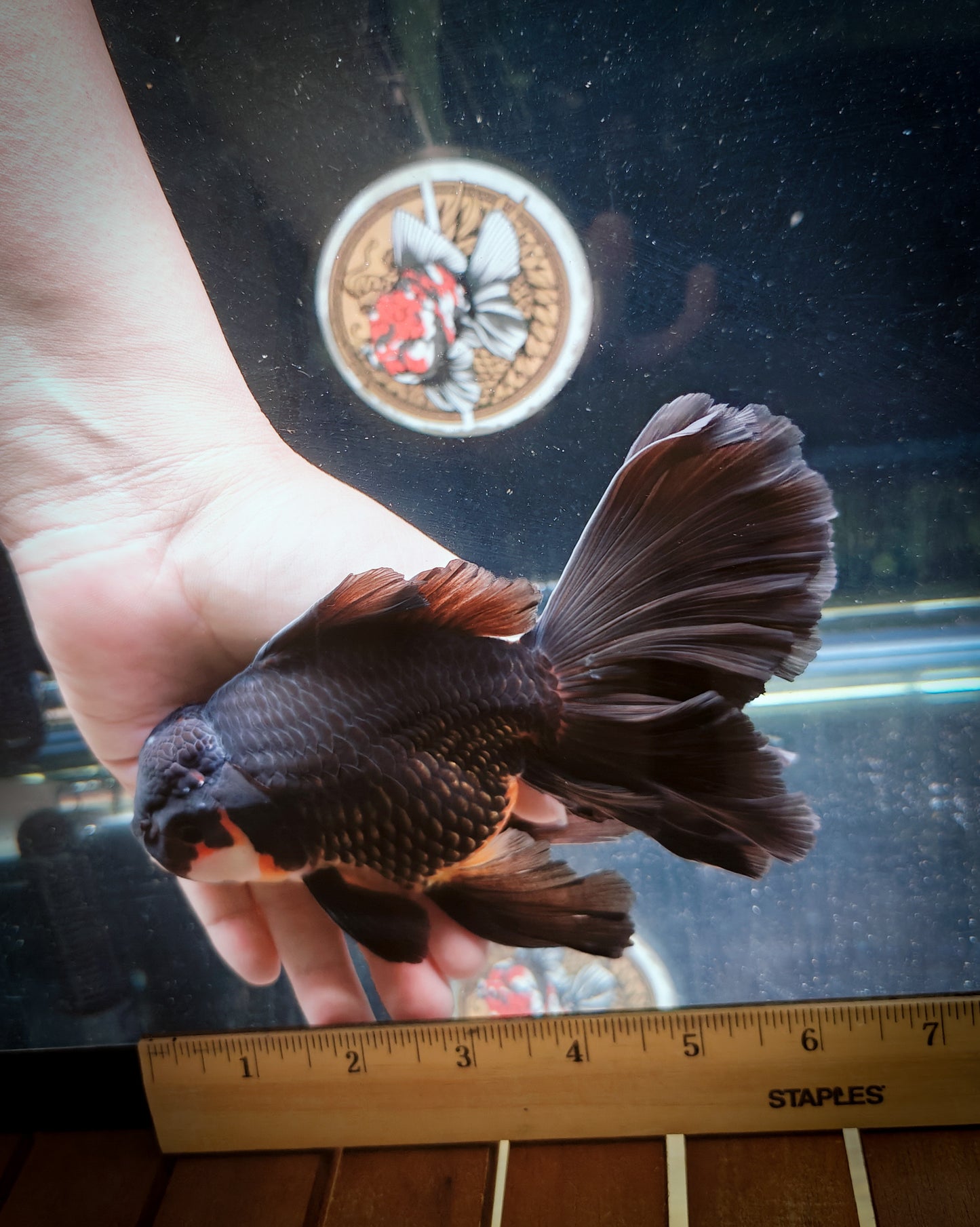 Orchid Tails Black Apache ORANDA 6in Male