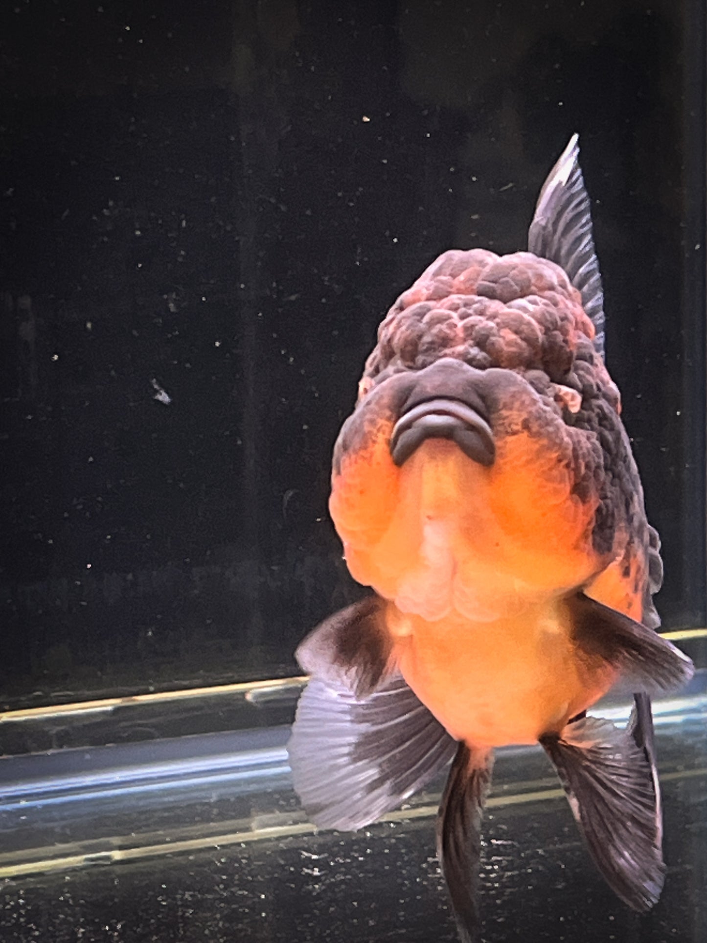 Apache SHOGUN YUANBAO ORANDA Male 5in