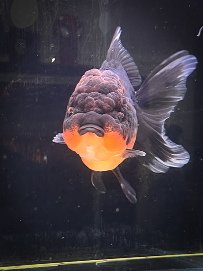 Apache SHOGUN YUANBAO ORANDA Male 5in