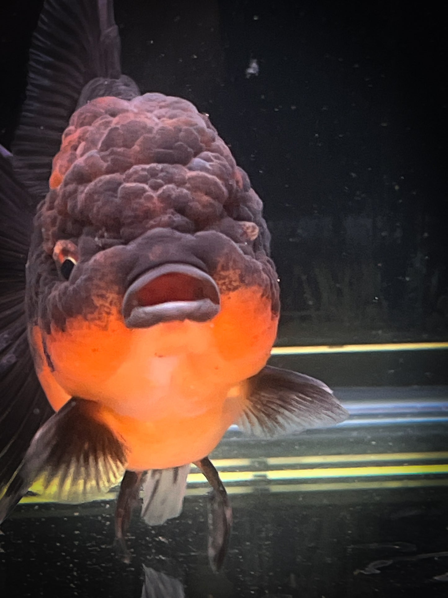 Apache SHOGUN YUANBAO ORANDA Male 5in