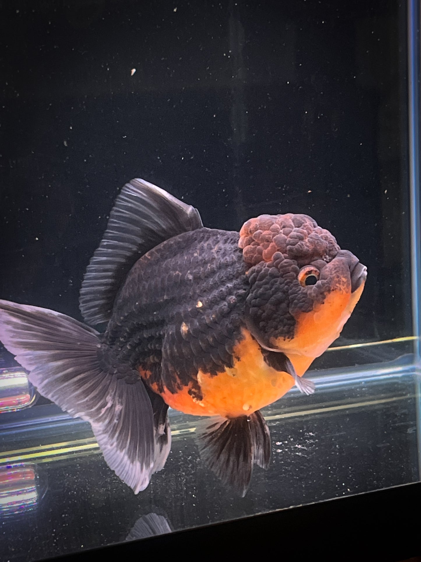 Apache SHOGUN YUANBAO ORANDA Male 5in