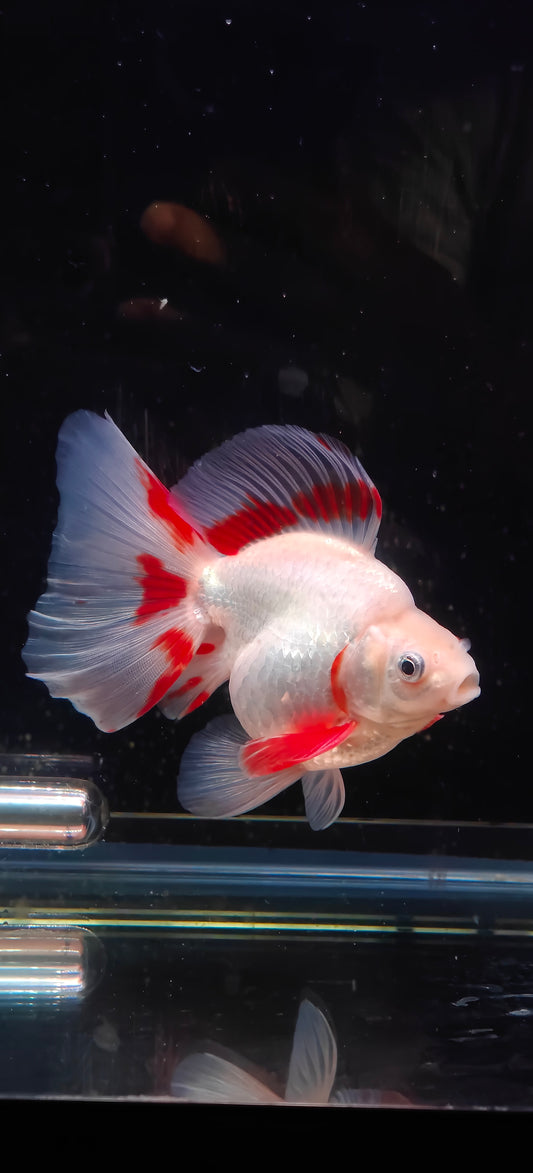 RYUKIN Super White Red Long Tails  Male 5.25in