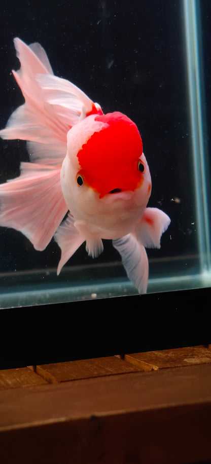 Tancho Pink Rose Tails ORANDA 5.5in Male