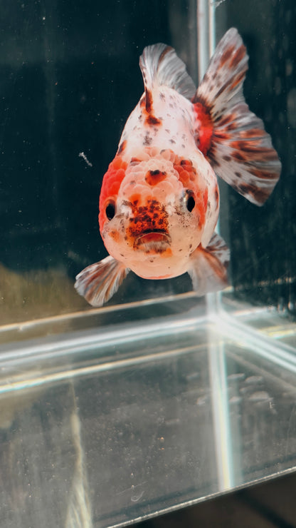 Calico SHOGUN Signature ORANDA 4in Male