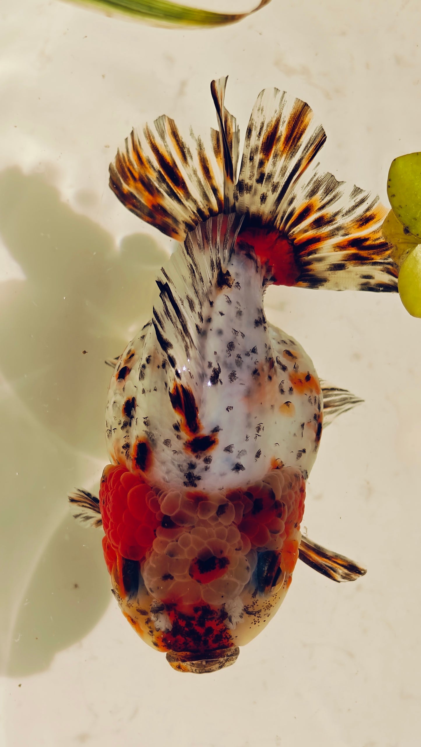 Calico SHOGUN Signature ORANDA 4in Male