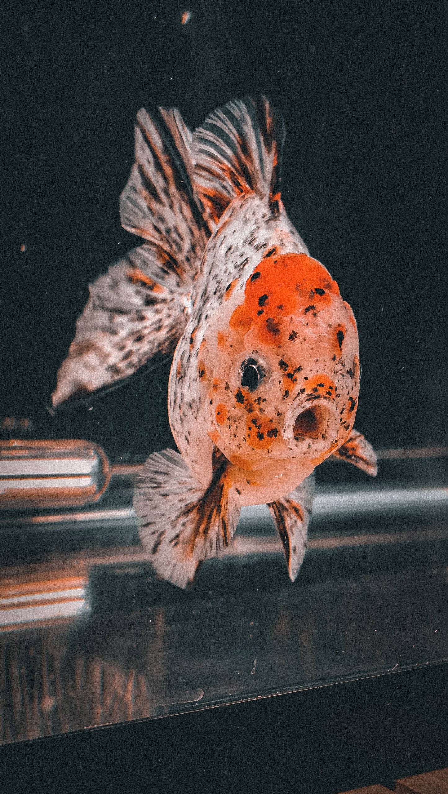 Calico SHOGUN Signature ORANDA 5in Male