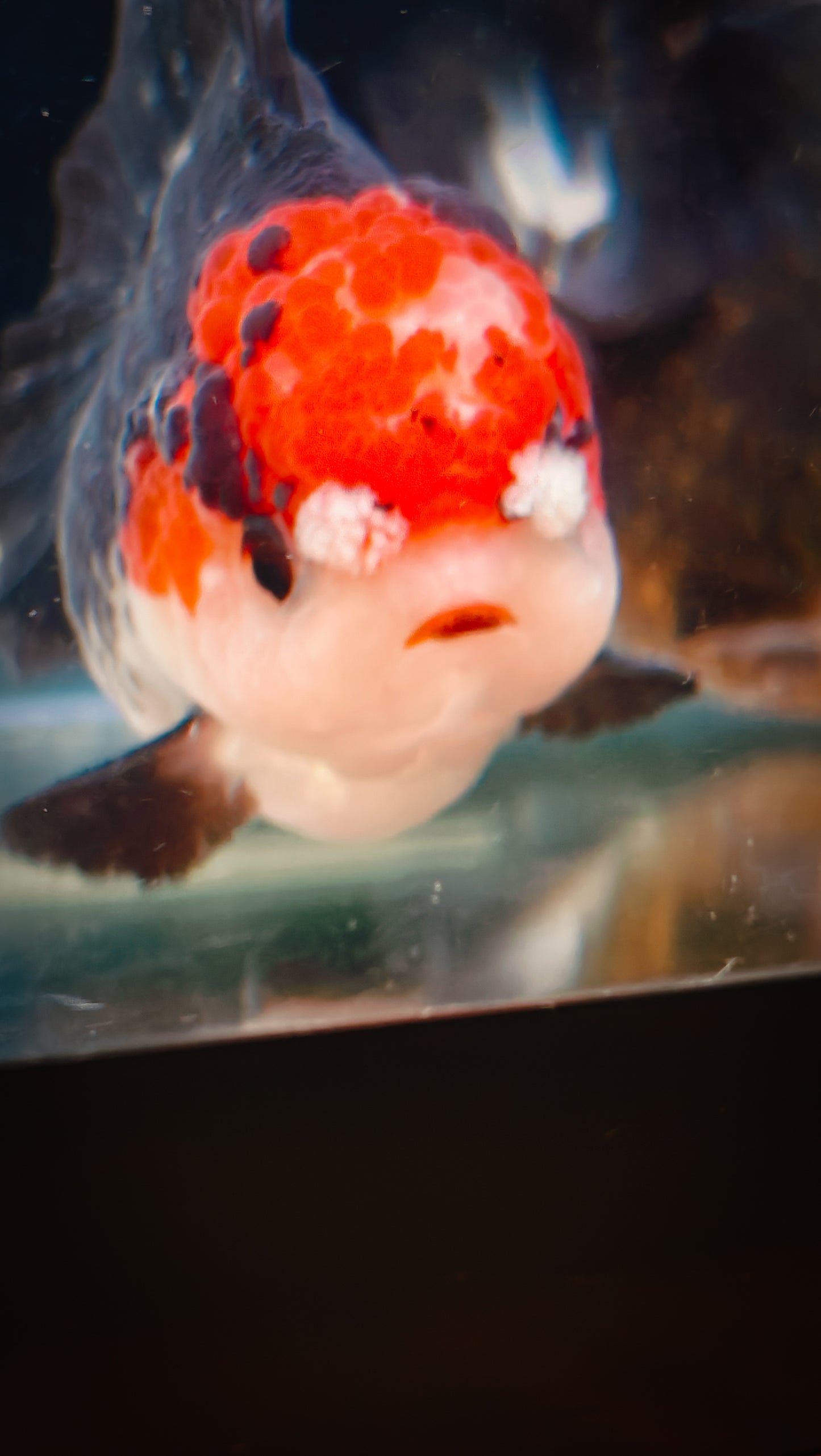 Tancho Black Eyelashes POM - POM ORANDA Male 3.5in