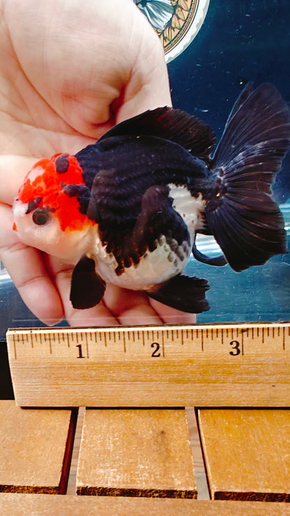 Tancho Black Eyelashes POM - POM ORANDA Male 3.5in