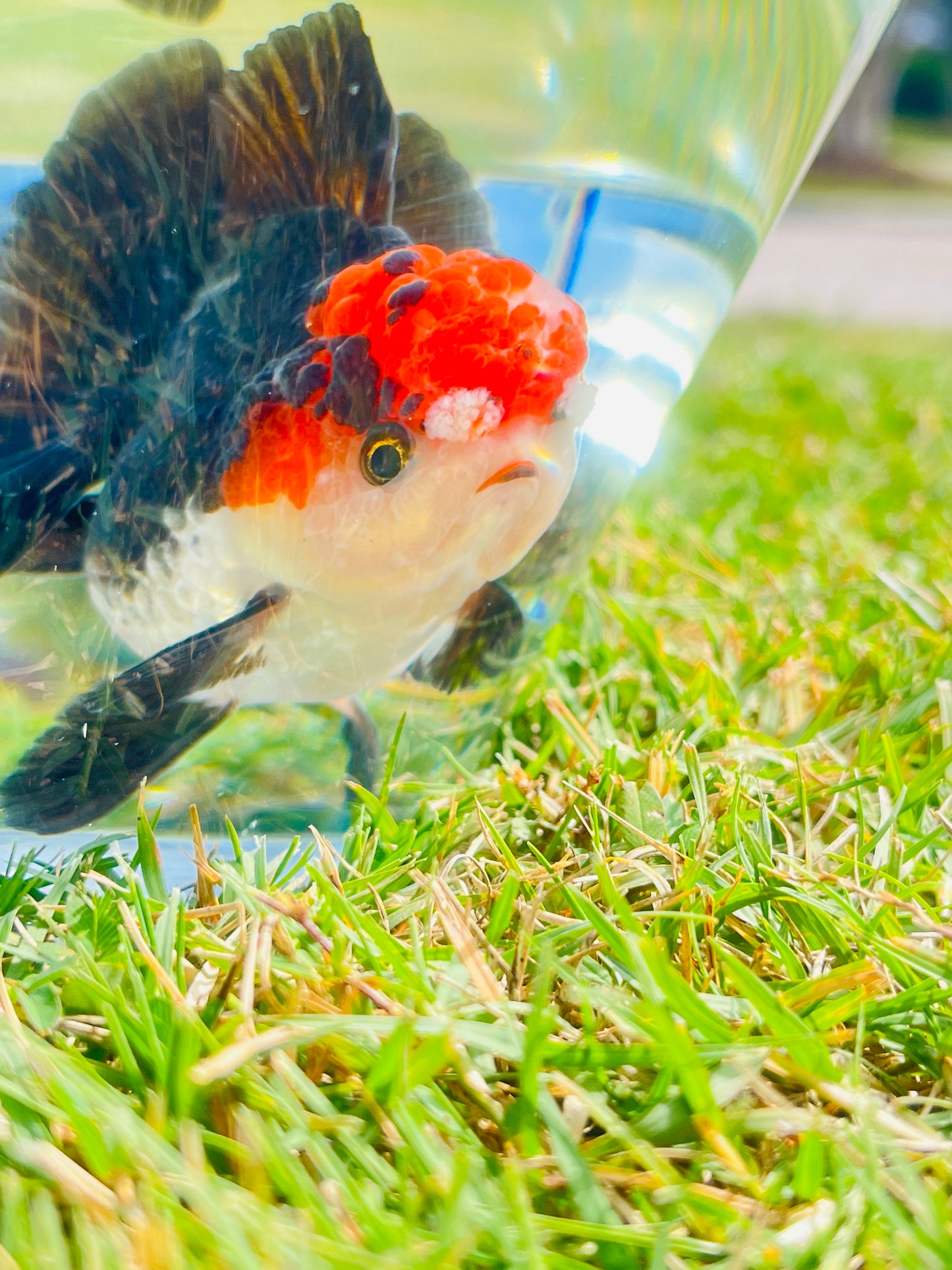 Tancho Black Eyelashes POM - POM ORANDA Male 3.5in