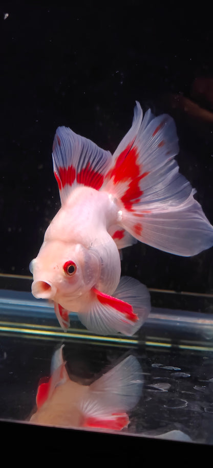 RYUKIN Super White Red Long Tails  Male 5.25in